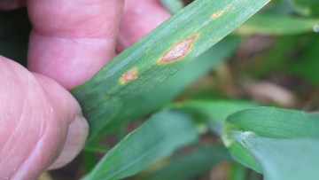 Septoria op het 4e blad in een gezond ras